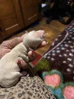 Cream Girl, a female Miniature Dachshund for sale in Lynchburg, VA – Photo 10 of 10
