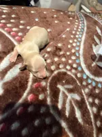 Cream Girl, a female Miniature Dachshund for sale in Lynchburg, VA – Photo 4 of 10