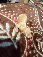 Cream Girl, a female Miniature Dachshund for sale in Lynchburg, VA – Photo 8 of 10