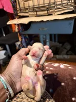 Cream Girl, a female Miniature Dachshund for sale in Lynchburg, VA – Photo 1 of 10
