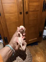 Cream Girl, a female Miniature Dachshund for sale in Lynchburg, VA – Photo 5 of 10