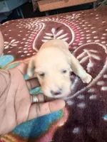 Pretty Cream One, a female Miniature Dachshund for sale in Lynchburg, VA – Photo 8 of 10