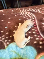 Pretty Cream One, a female Miniature Dachshund for sale in Lynchburg, VA – Photo 6 of 10