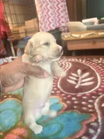 Pretty Cream One, a female Miniature Dachshund for sale in Lynchburg, VA – Photo 9 of 10