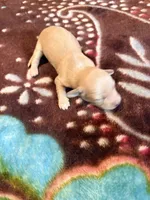 Pretty Cream One, a female Miniature Dachshund for sale in Lynchburg, VA – Photo 4 of 10