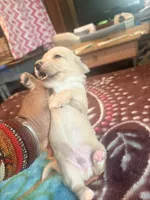 Pretty Cream One, a female Miniature Dachshund for sale in Lynchburg, VA – Photo 10 of 10