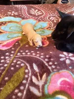 Pretty Cream One, a female Miniature Dachshund for sale in Lynchburg, VA – Photo 7 of 10