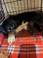 Pretty Cream One, a female Miniature Dachshund for sale in Lynchburg, VA – Photo 3 of 10