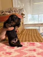 CutiePie, a male Miniature Dachshund for sale in Lynchburg, VA – Photo 5 of 10