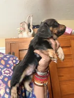 CutiePie, a male Miniature Dachshund for sale in Lynchburg, VA – Photo 6 of 10