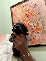 CutiePie, a male Miniature Dachshund for sale in Lynchburg, VA – Photo 3 of 10