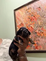 CutiePie, a male Miniature Dachshund for sale in Lynchburg, VA – Photo 7 of 10