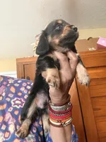 CutiePie, a male Miniature Dachshund for sale in Lynchburg, VA – Photo 10 of 10