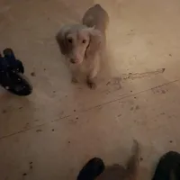 Golden Boy, a male Miniature Dachshund for sale in Lynchburg, VA – Photo 6 of 10