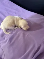 Golden Boy, a male Miniature Dachshund for sale in Lynchburg, VA – Photo 2 of 10