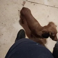 Golden Boy, a male Miniature Dachshund for sale in Lynchburg, VA – Photo 7 of 10