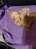 Golden Boy, a male Miniature Dachshund for sale in Lynchburg, VA – Photo 8 of 10