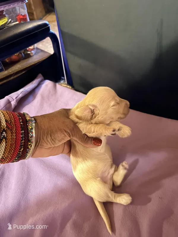 Golden Boy – Miniature Dachshund puppy for sale in Lynchburg, VA