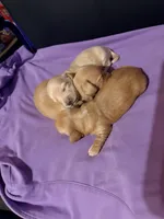 Golden Boy, a male Miniature Dachshund for sale in Lynchburg, VA – Photo 10 of 10