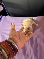 Golden Boy, a male Miniature Dachshund for sale in Lynchburg, VA – Photo 3 of 10