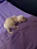 Golden Boy, a male Miniature Dachshund for sale in Lynchburg, VA – Photo 5 of 10