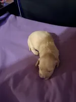 Golden Boy, a male Miniature Dachshund for sale in Lynchburg, VA – Photo 4 of 10