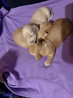 Golden Boy, a male Miniature Dachshund for sale in Lynchburg, VA – Photo 9 of 10