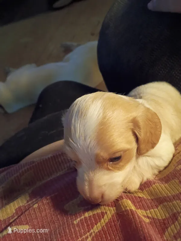 Cream Piebald – Miniature Dachshund puppy for sale in Lynchburg, VA