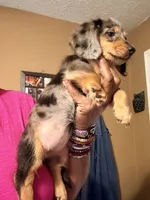 Dapple Girl, a female Miniature Dachshund for sale in Lynchburg, VA – 3 of 10