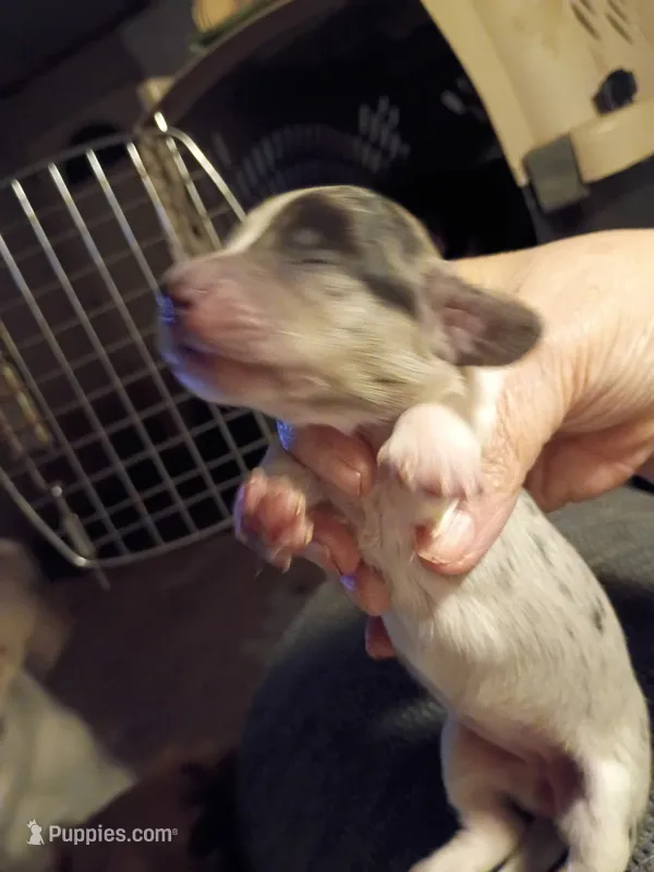 Silver Dapple 2 – Miniature Dachshund puppy for sale in Lynchburg, VA