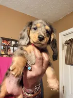 Dapple Girl, a female Miniature Dachshund for sale in Lynchburg, VA – 5 of 10