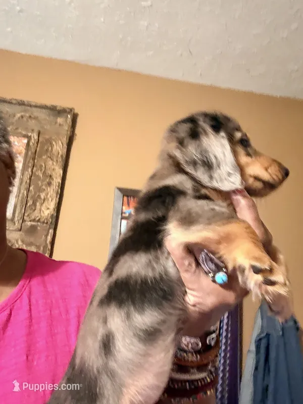 Dapple Girl – Miniature Dachshund puppy for sale in Lynchburg, VA