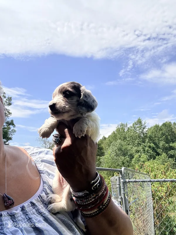 Silver Dapple 2 – Miniature Dachshund puppy for sale in Lynchburg, VA