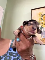 Dapple Girl, a female Miniature Dachshund for sale in Lynchburg, VA – Photo 1 of 7