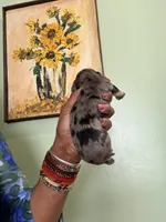 Dapple Girl, a female Miniature Dachshund for sale in Lynchburg, VA – Photo 3 of 7