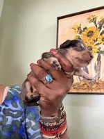 Dapple Girl, a female Miniature Dachshund for sale in Lynchburg, VA – Photo 2 of 7