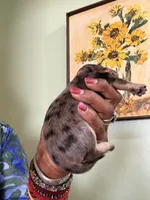 Dapple Girl, a female Miniature Dachshund for sale in Lynchburg, VA – Photo 5 of 7