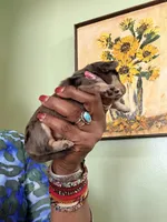 Dapple Girl, a female Miniature Dachshund for sale in Lynchburg, VA – Photo 4 of 7