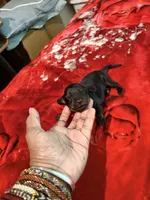 Black and Tan, a male Miniature Dachshund for sale in Lynchburg, VA – 5 of 8