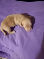 Diluted Red Girl, a female Miniature Dachshund for sale in Lynchburg, VA – Photo 3 of 9