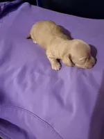 Diluted Red Girl, a female Miniature Dachshund for sale in Lynchburg, VA – Photo 2 of 9
