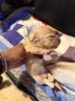 Diluted Red Boy, a male Miniature Dachshund for sale in Lynchburg, VA – Photo 3 of 9