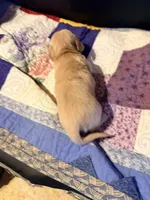 Diluted Red Boy, a male Miniature Dachshund for sale in Lynchburg, VA – Photo 1 of 9