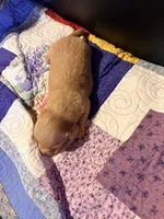 Diluted Red Boy, a male Miniature Dachshund for sale in Lynchburg, VA – Photo 9 of 9