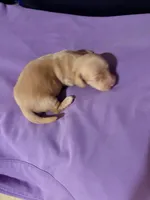 Diluted Red Girl, a female Miniature Dachshund for sale in Lynchburg, VA – Photo 7 of 9