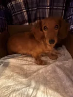 Diluted Red Boy, a male Miniature Dachshund for sale in Lynchburg, VA – Photo 7 of 9
