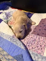 Diluted Red Boy, a male Miniature Dachshund for sale in Lynchburg, VA – Photo 4 of 9
