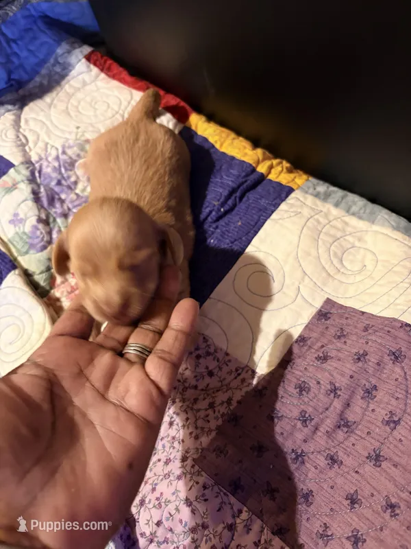Diluted Red Boy – Miniature Dachshund puppy for sale in Lynchburg, VA