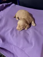Diluted Red Girl, a female Miniature Dachshund for sale in Lynchburg, VA – Photo 9 of 9