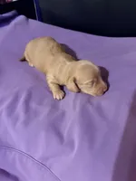 Diluted Red Girl, a female Miniature Dachshund for sale in Lynchburg, VA – Photo 8 of 9